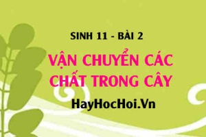 Cấu tạo của mạch gỗ, mạch rây? thành phần của dịch mạch gỗ, mạch rây và động lực đẩy dòng mạch gỗ, mạch rây - Sinh 11 bài 2